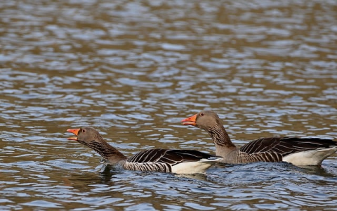 兆维idc机房-VPS联盟