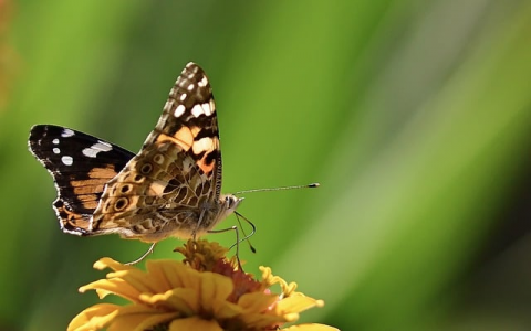 中国的域名注册管理机构是-VPS联盟