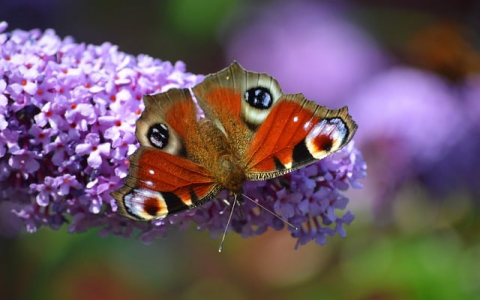 真正的云主机-VPS联盟