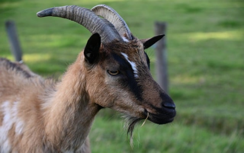 政府网站域名注册-VPS联盟