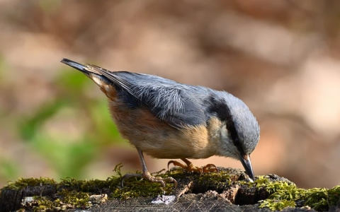 怎么连接美国的服务器-VPS联盟