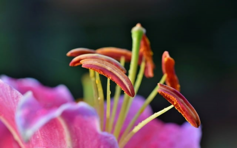 中国云服务器-VPS联盟