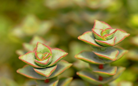 怎样连接云主机-VPS联盟