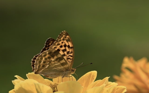 中国稳网 vps-VPS联盟