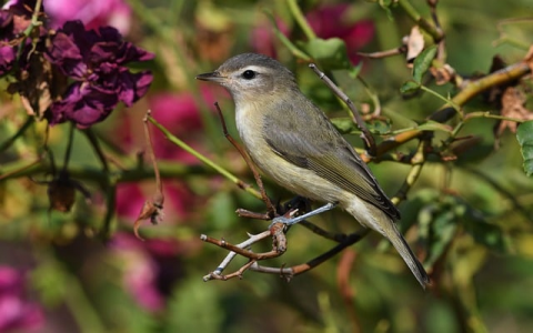 怎么检查服务器有没有被入侵-VPS联盟