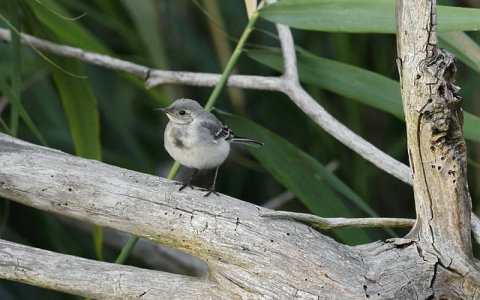 中国政府能查封国外服务器-VPS联盟