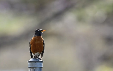 中国服务器厂商排名-VPS联盟