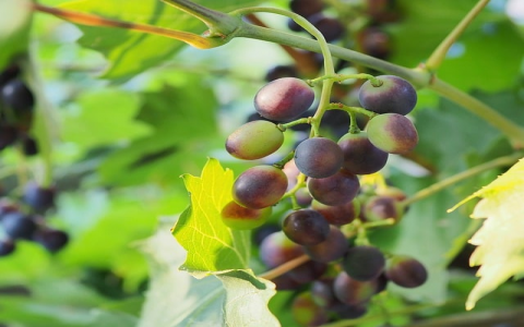 怎么开ping服务器地址-VPS联盟