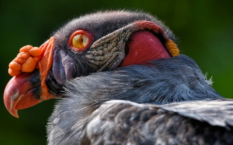 中网可信网站权威数据库-VPS联盟