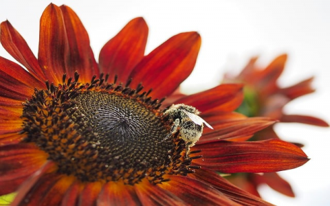 中国租用美国服务器什么时候到期-VPS联盟