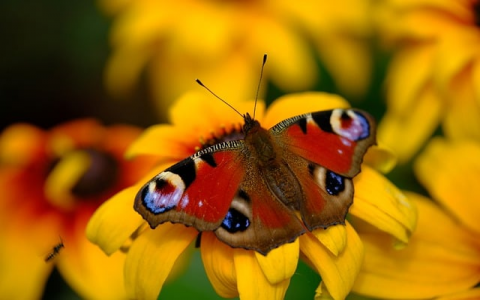 中国网络主服务器-VPS联盟