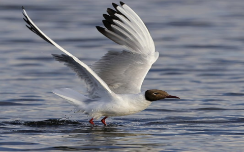 中文通用域名价格-VPS联盟