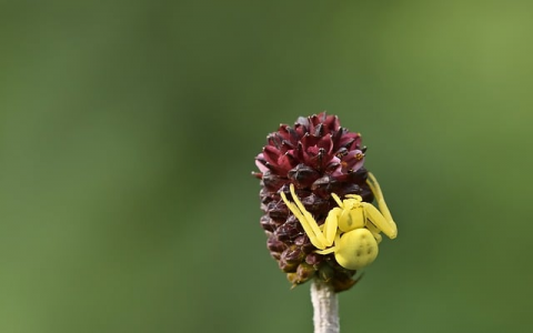 中山 vps-VPS联盟