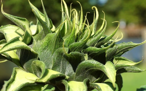 中文虚拟主机面板-VPS联盟