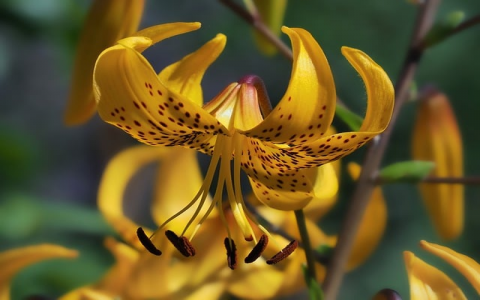 支付宝建站服务器-VPS联盟