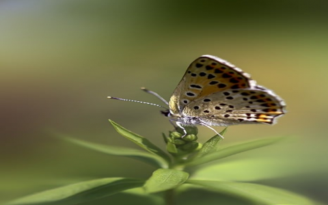 怎么开通国际通话服务器-VPS联盟