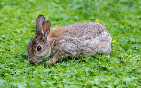 兆维机房价格-VPS联盟