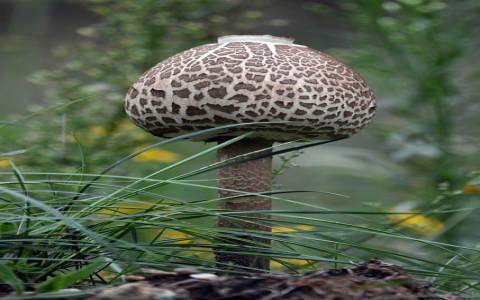 中国电信广州云计算数据中心-VPS联盟