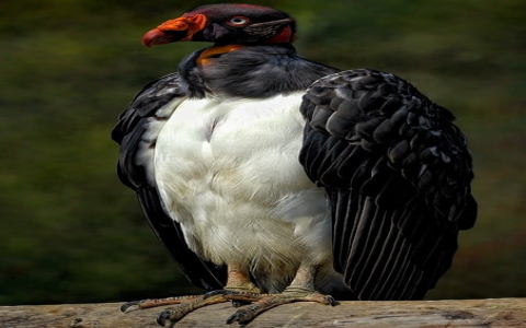 中文域名解析-VPS联盟