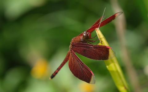 怎样链接日本服务器-VPS联盟