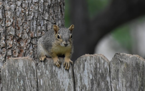 中文域名注册规则-VPS联盟