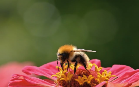 郑州丰江机房-VPS联盟