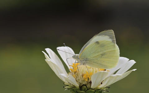 中国为什么不建立自己的根服务器-VPS联盟