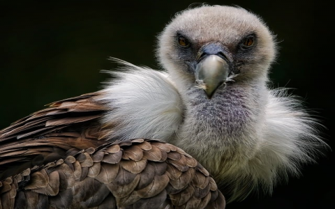 中文手机域名注册-VPS联盟