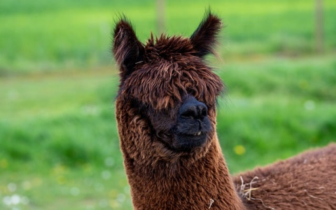 芝加哥机房延迟-VPS联盟