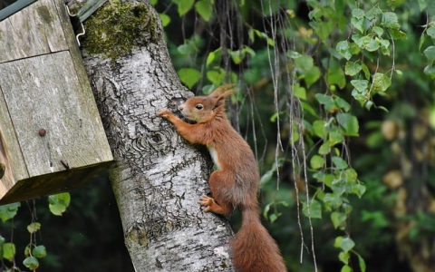 中文站域名主机-VPS联盟