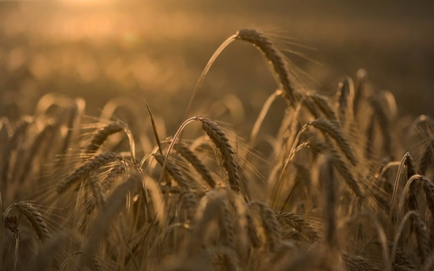 中国服务器在外国网站有哪些-VPS联盟