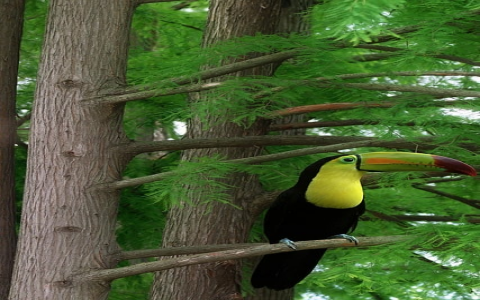 中国联通 数据中心 郑州-VPS联盟