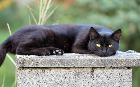 怎么在vps上建网站-VPS联盟