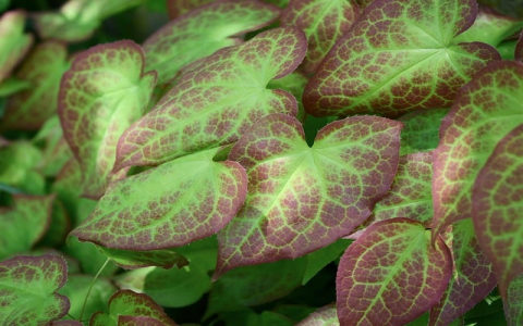 中国服务器企业-VPS联盟