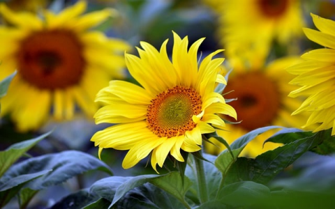 中国网站服务器公司-VPS联盟