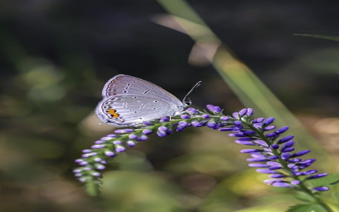 中国政务域名注册网-VPS联盟
