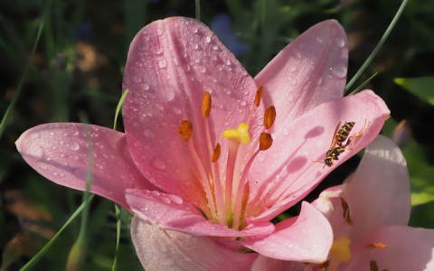 怎么在手机上管理vps-VPS联盟