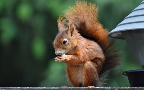 中国主机托管市场规模-VPS联盟