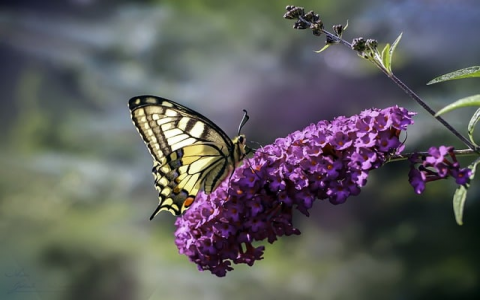 长沙文件服务器软件-VPS联盟