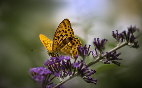 中国有哪些服务器-VPS联盟