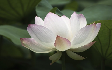 中国空间虚拟管理局-VPS联盟