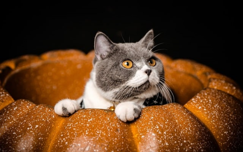 知名海外站点定制价格-VPS联盟