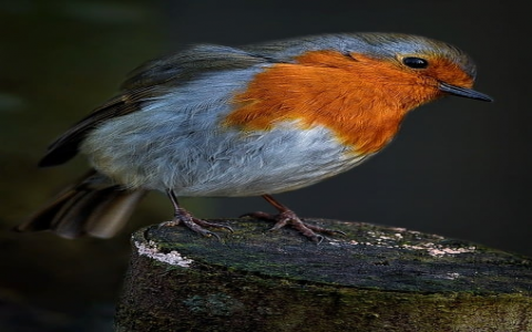 郑州联通idc-VPS联盟