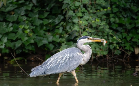 中国网通数据中心-VPS联盟