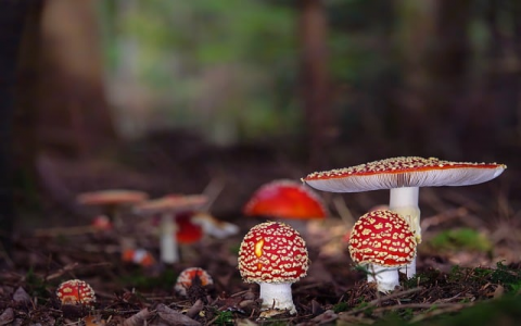 支持python的虚拟主机-VPS联盟