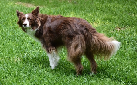 中文域名注册管理-VPS联盟