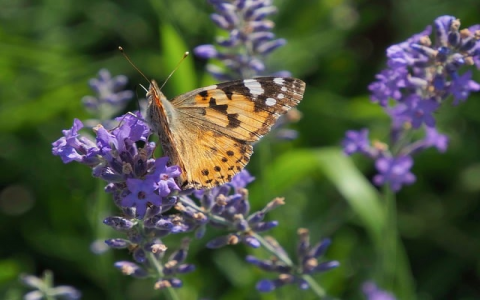 怎么用云服务器做网站-VPS联盟