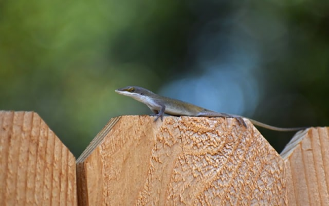 郑州专业电脑租赁价格-VPS联盟
