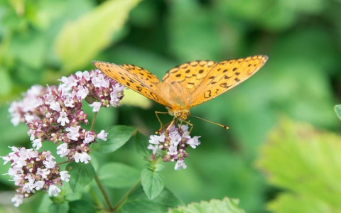 中科 域名-VPS联盟