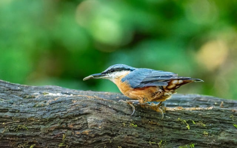 中国域名最高价格-VPS联盟